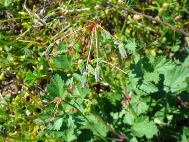 Erodium laciniatum / Becco di gr laciniato